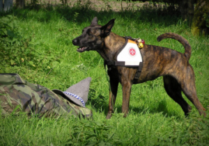 Rettungshunde-Workshop
